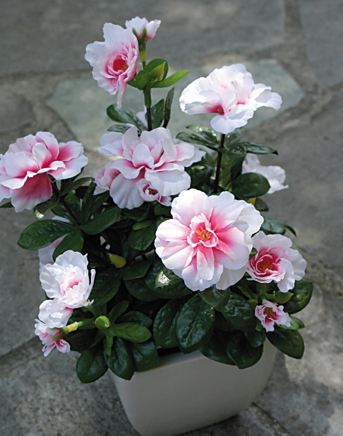 2116 705 a2 Искусственная азалия, горшечная, 26 см, бело-розовая H-andreas  - Вид №2