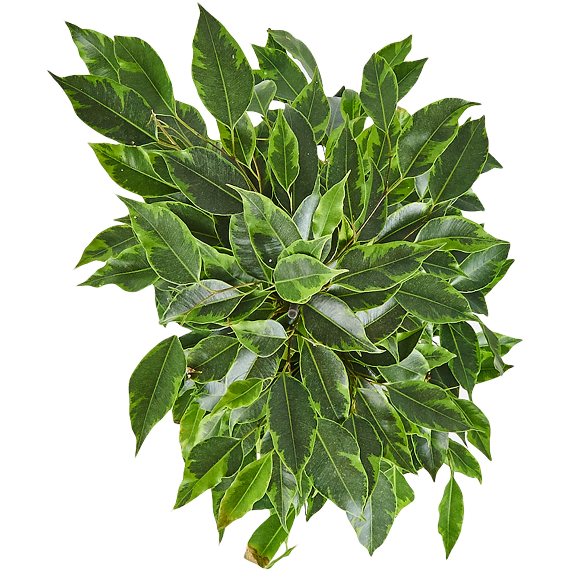 83060625 Фикус Бенжамина Роялти микс 17x70 см Santreyd  - Вид №1