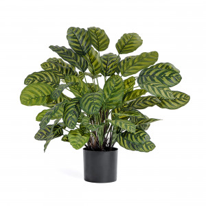 2000983229465 Калатея крупнолистная 75 см COSMO RED