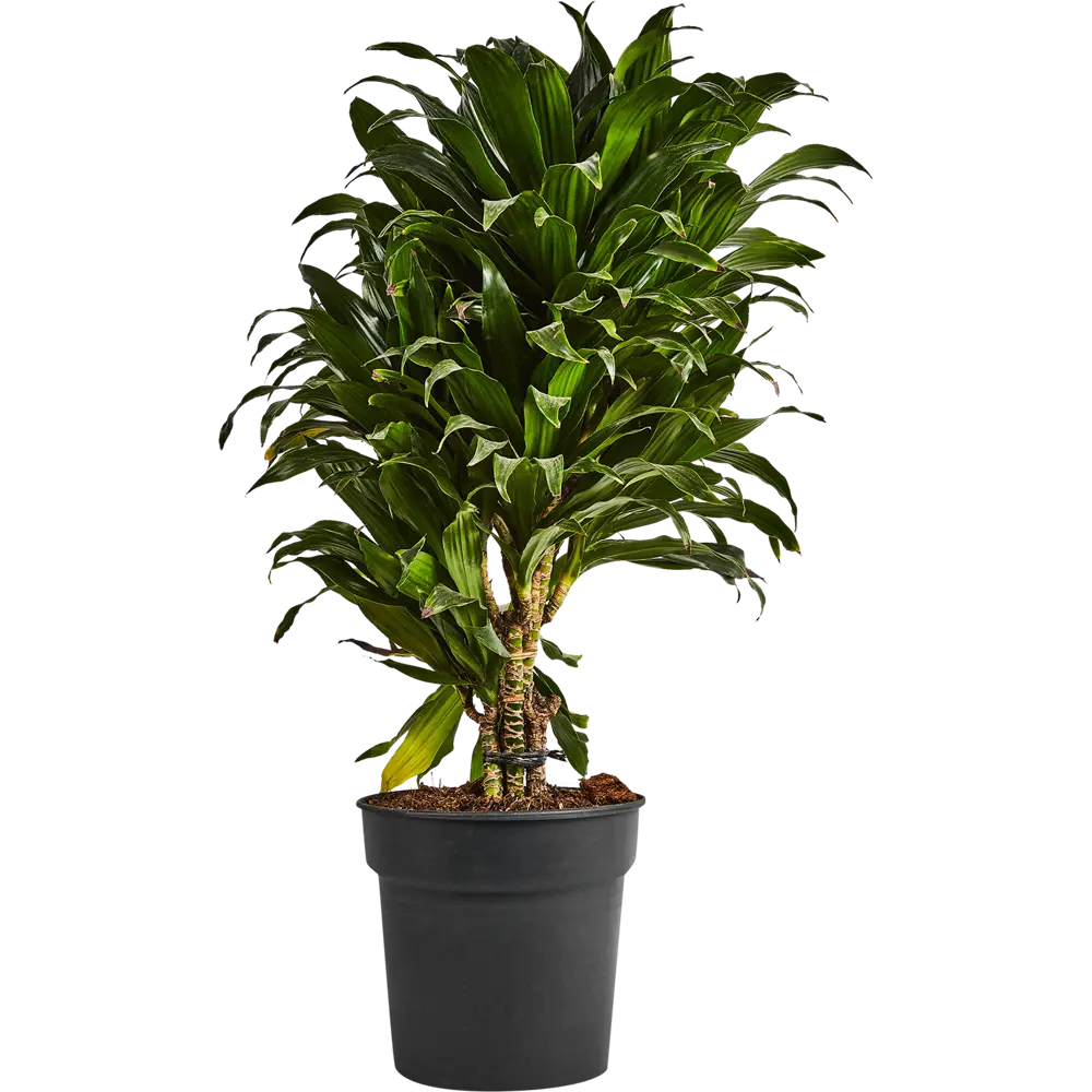 Драцена Компакта Santreyd — изящное комнатное растение для чистого воздуха 87819513 STLM-0953974