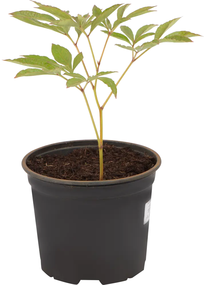 Santreyd Пион травянистый - многолетнее садовое украшение 17897660