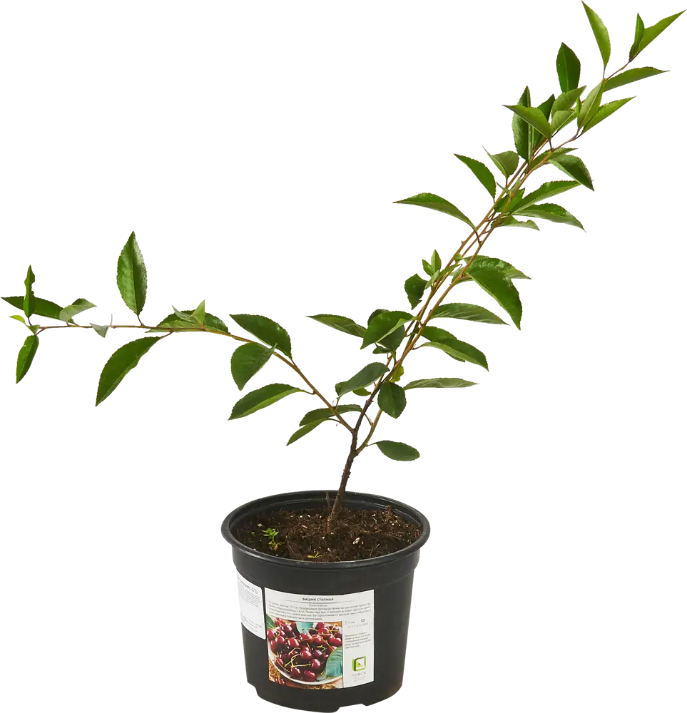 Santreyd Вишня степная - саженец с высокой урожайностью 87811896