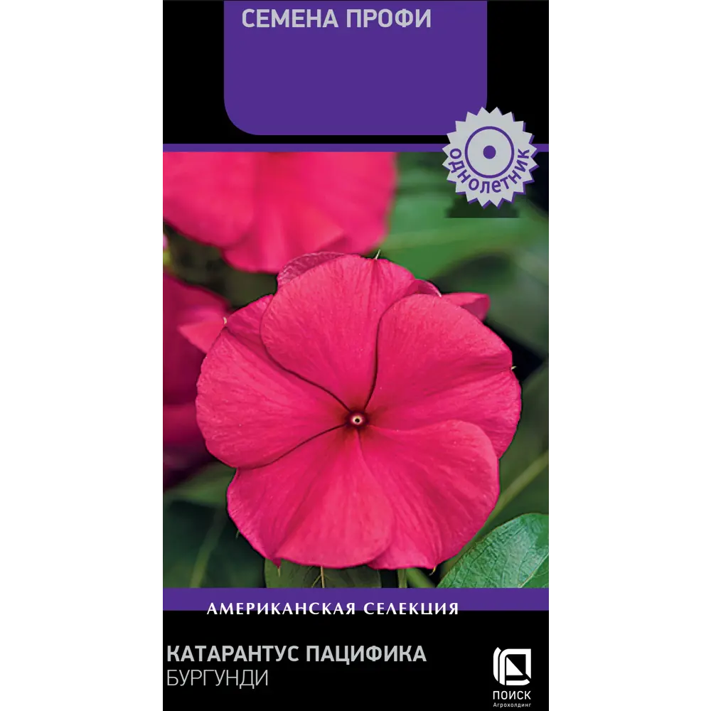 Бегония ПОИСК Инфинити Еллоу - солнечные цветы для сада и балкона 89401224 STLM-1579188