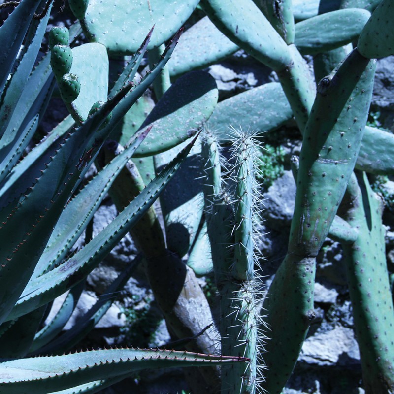 WP10013A Обои декоративные Adriani e Rossi 