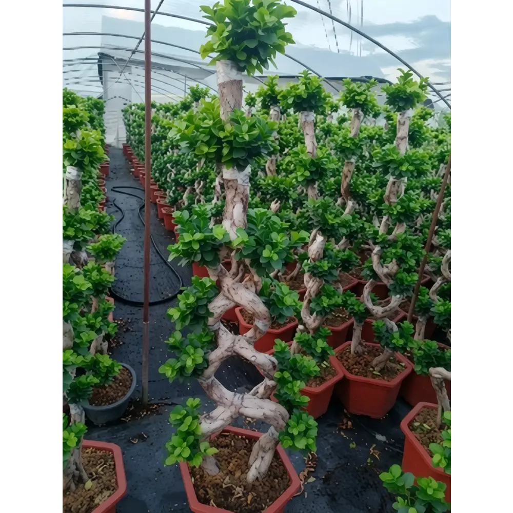 Фикус микс ø40 h150 см Santreyd STLM-2211126