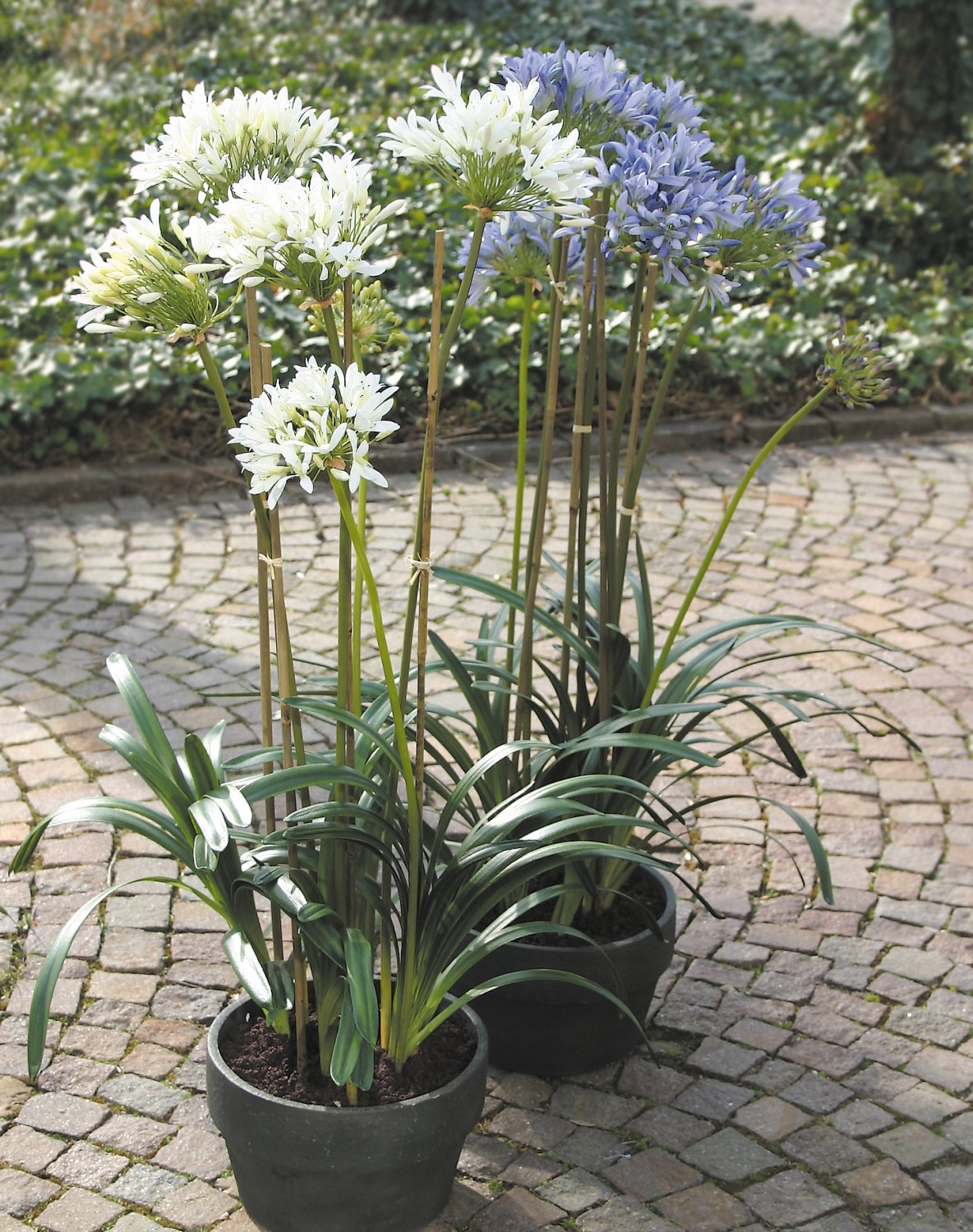 2935 778 a3 Искусственный агапантус, 110см, в горшке, кремово-белый H-andreas  - Вид №2