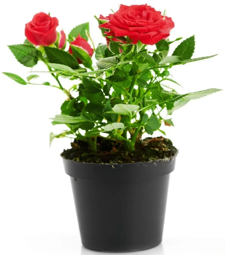 Santreyd Роза сорта с вишнёво-розовыми цветами и фруктовым ароматом 16572572