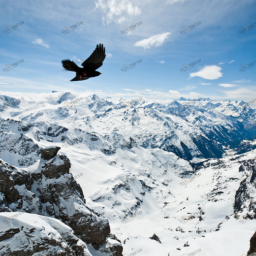 A1-032 Фотообои DIVINO Collection A 2.7х3 м A1032