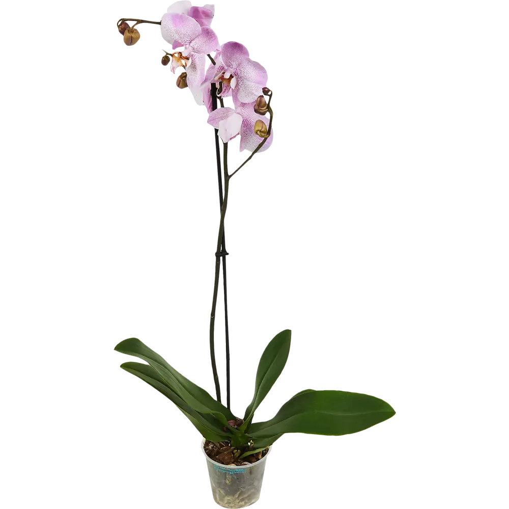 Santreyd Орхидея Фаленопсис - изящное украшение интерьера с цветами-бабочками 83670570 STLM-0043273