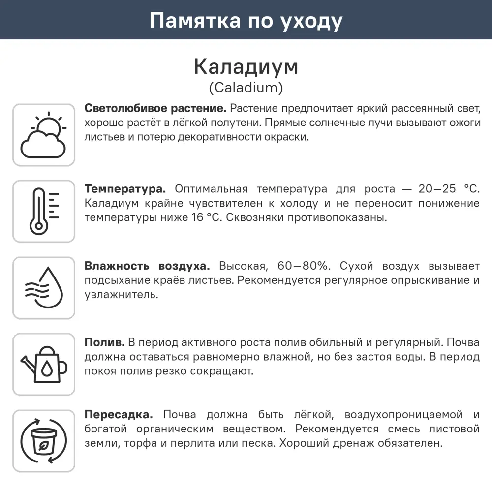 Каладиум Малиновая луна ø10.5 h25 см 89447116 STLM-2100035 ГОРКУНОВ  - Вид №1