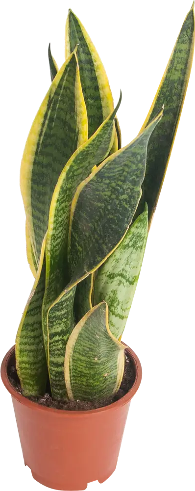 Santreyd Сансевиерия Лауренти - изящный щучий хвост для вашего интерьера 82399644