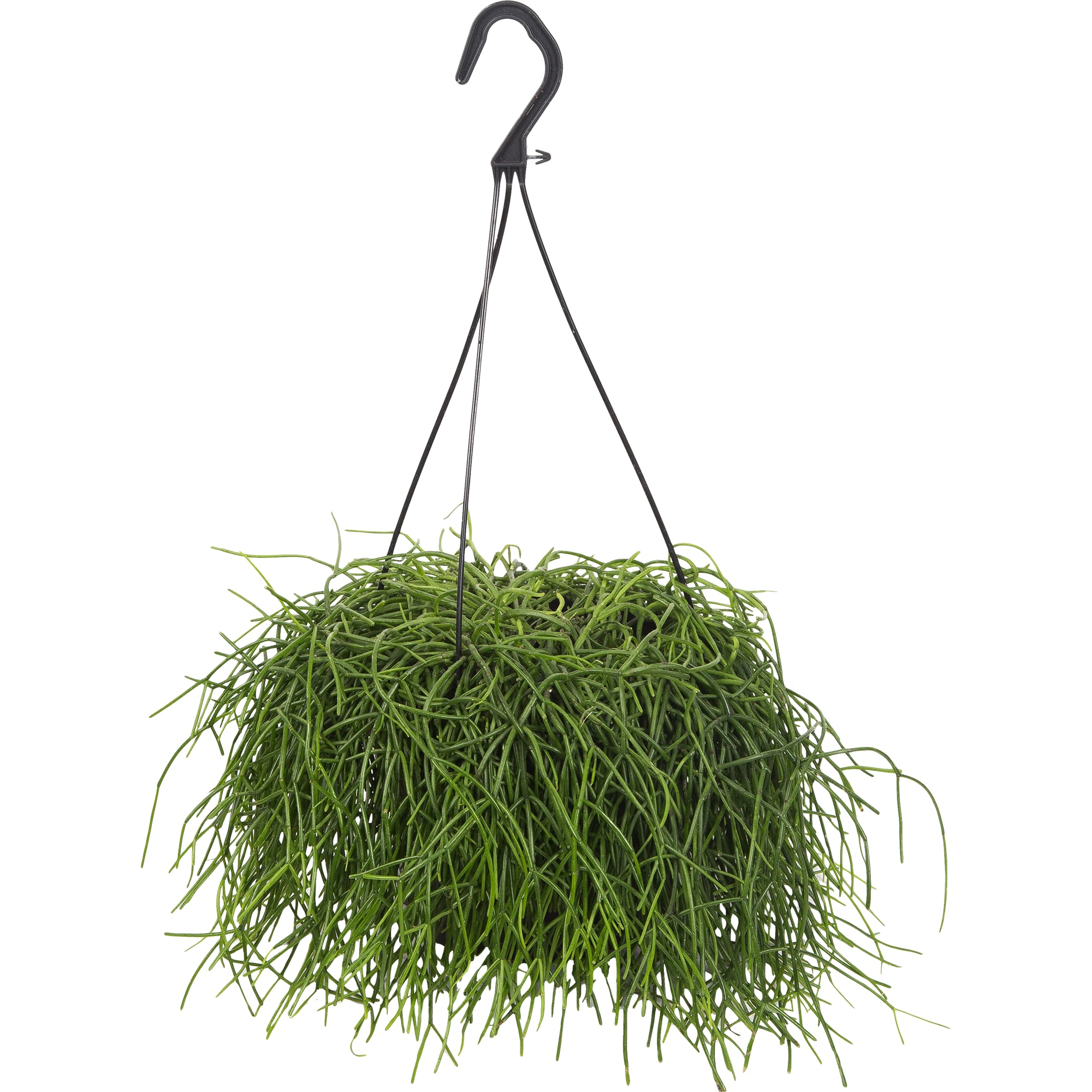 82850376 Рипсалис подвесной 17х25 см Santreyd 