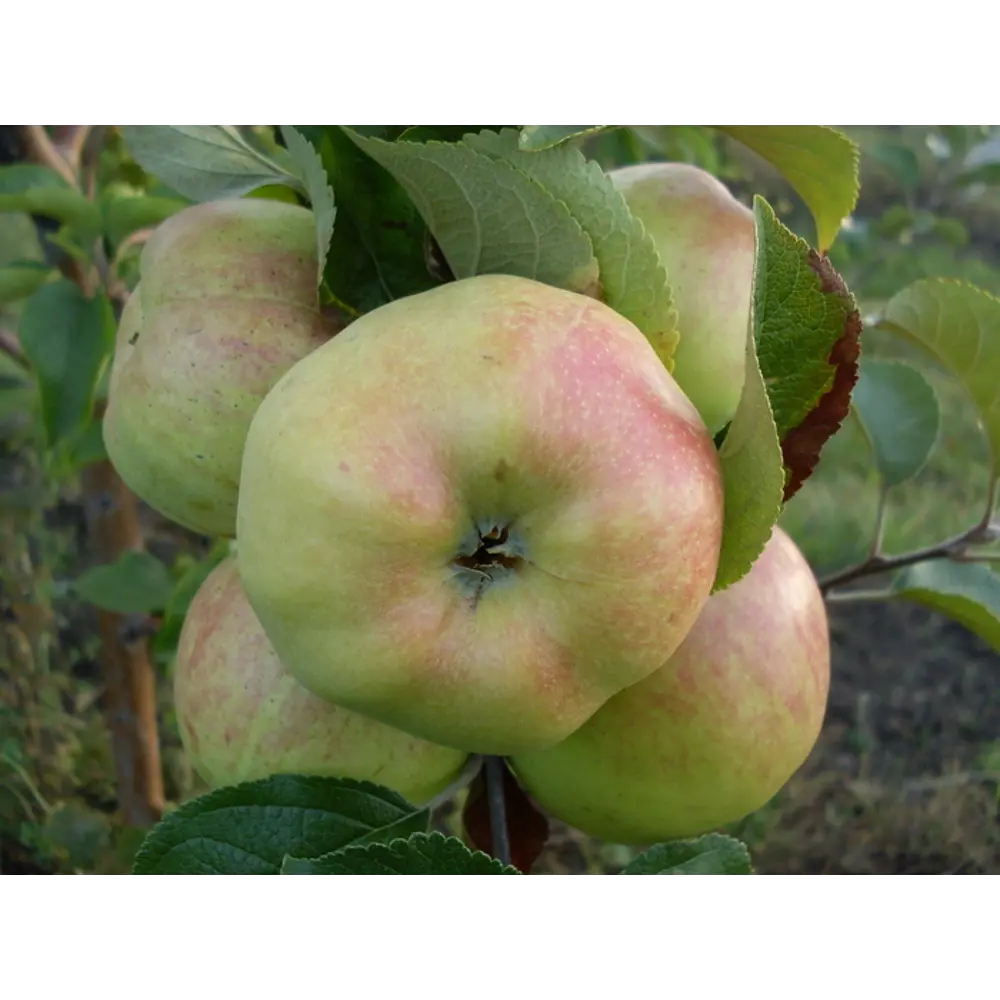 Яблоня Богатырь ø22 h80 см 84834899 STLM-2153288 PLANTMARKET 