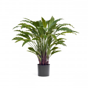 2000983229441 Калатея в горшке 75 см COSMO RED