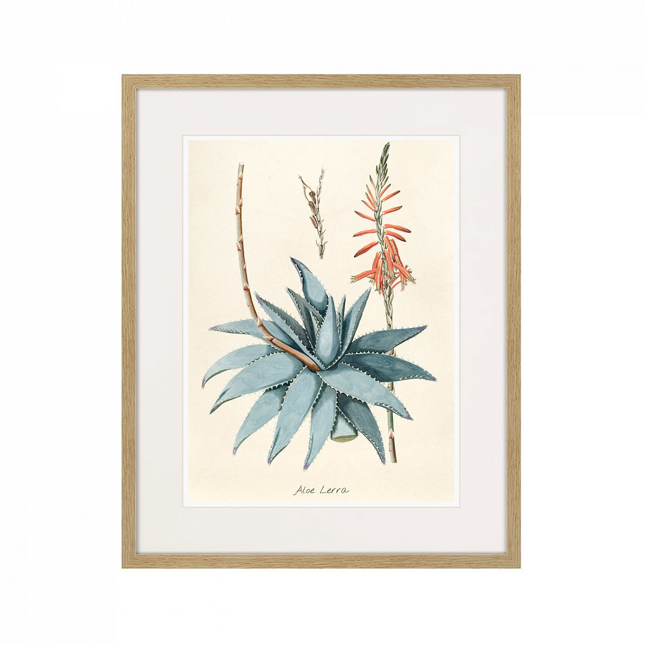 Картина: Fragmenta botanica №7, 1809г. КАРТИНЫ В КВАРТИРУ  264314 Разноцветный  - Вид №1