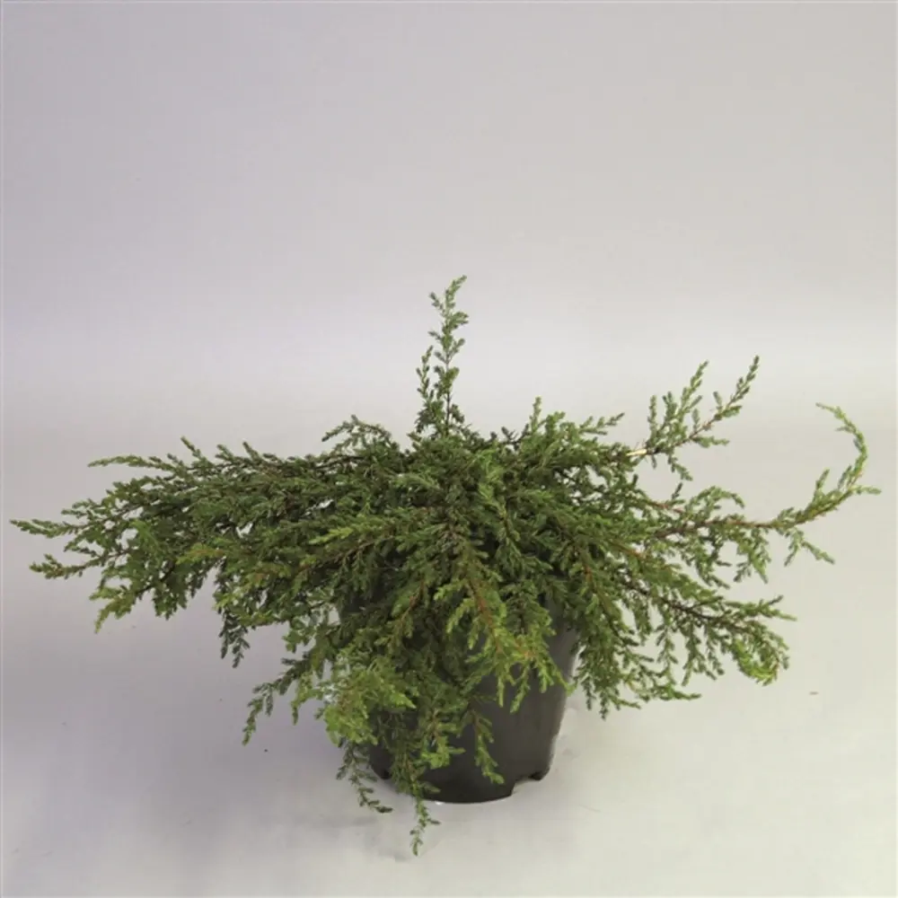 Можжевельник Репанда С5 - хвойный многолетник для сада 89422406 Santreyd STLM-1582085