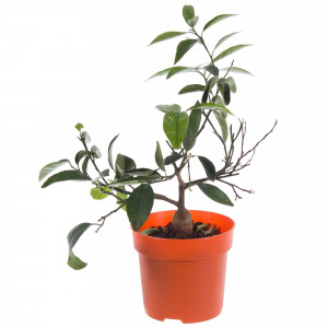 18785918 Цитрофортунелла «Микрокарпа» d15 h45