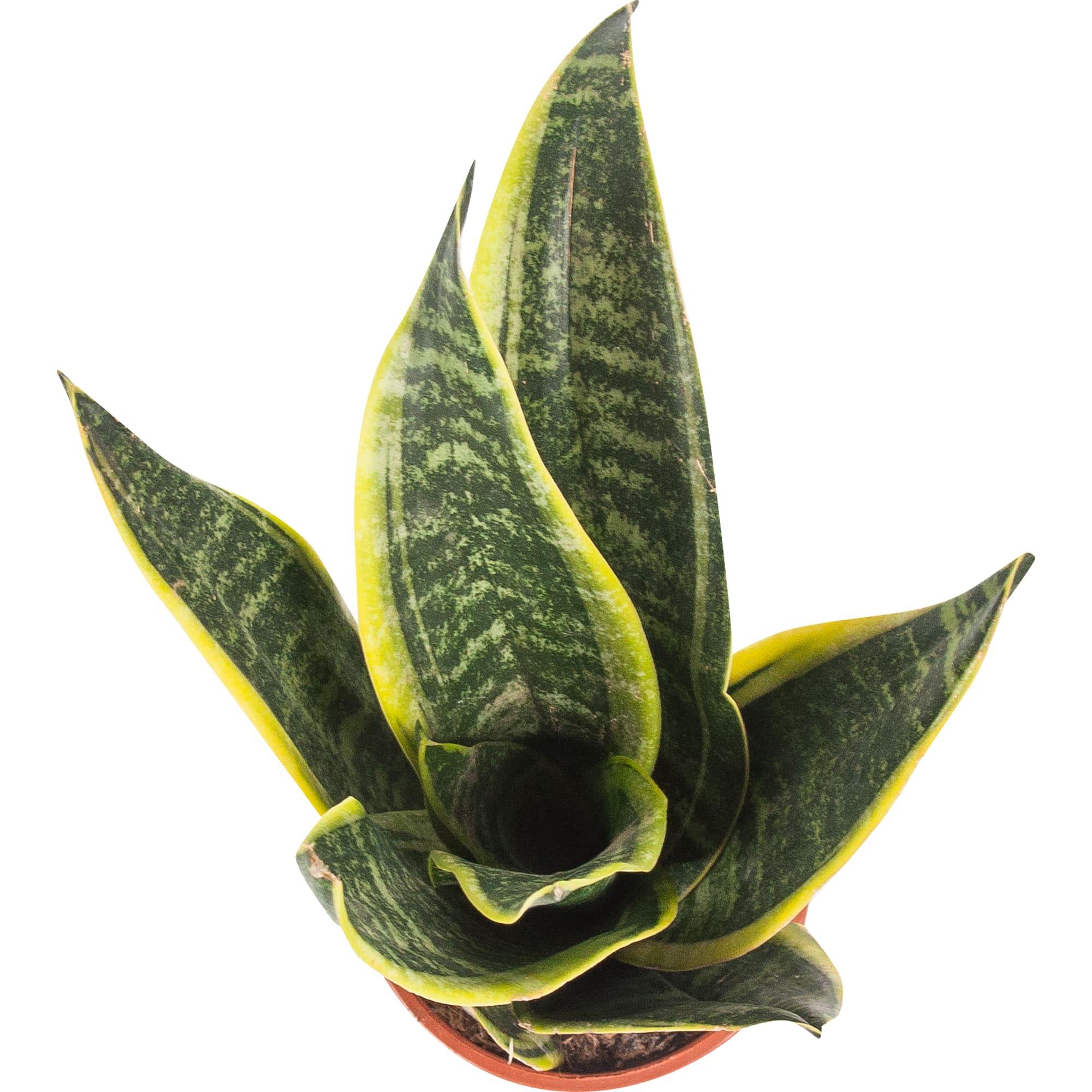 82850384 Сансевиерия "Футура Суперба" 12х30 см Santreyd  - Вид №1