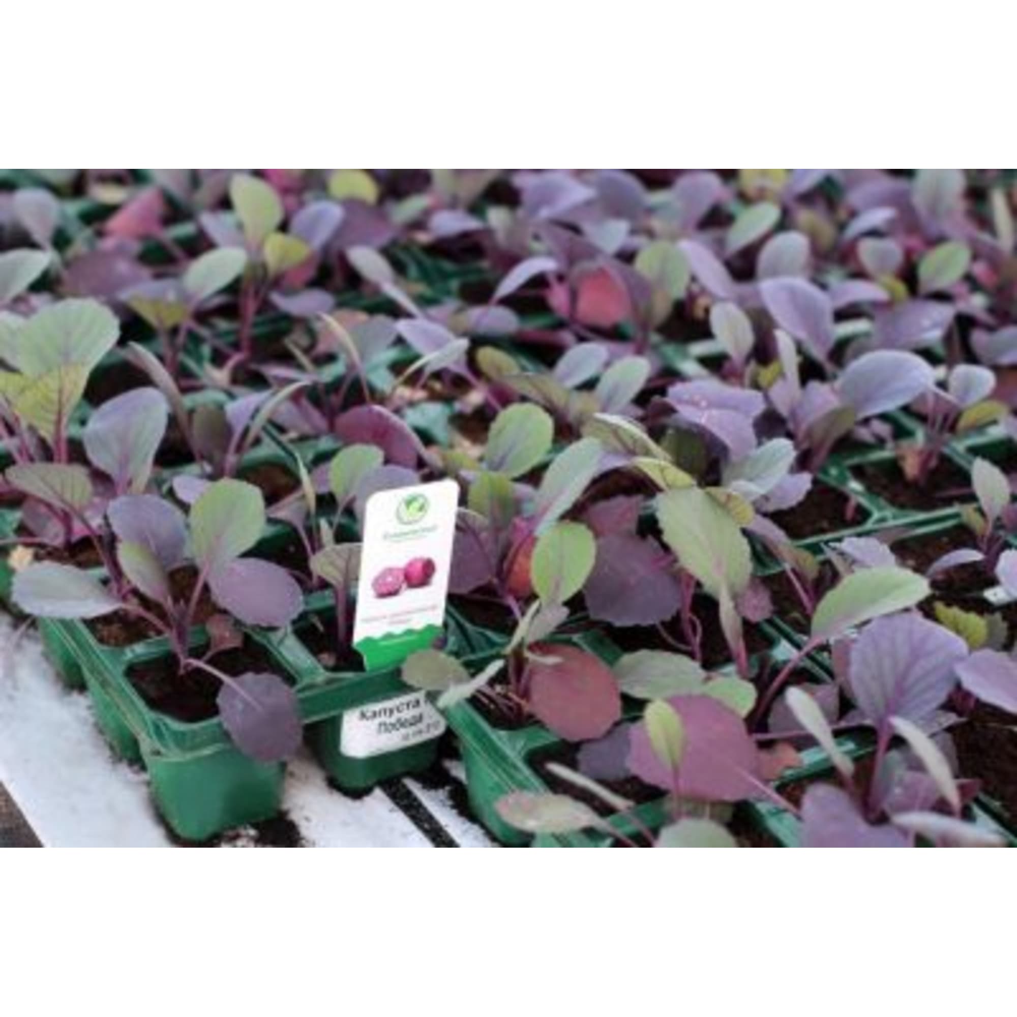 82585472 Капуста краснокачанная в кассете, 6 шт Santreyd  - Вид №1