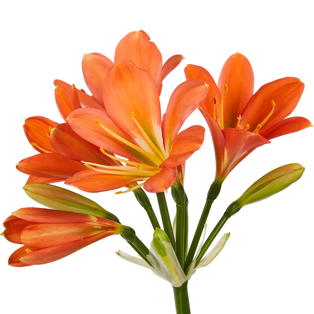 Кливия Santreyd - цветущее комнатное растение с эффектными соцветиями 14750380 STLM-0954663 - Вид №4