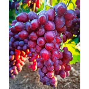 Виноград культурный Велюр