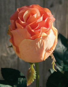 3180 553 a2 Синтетическая роза, 76 см, real touch, абрикос H-andreas