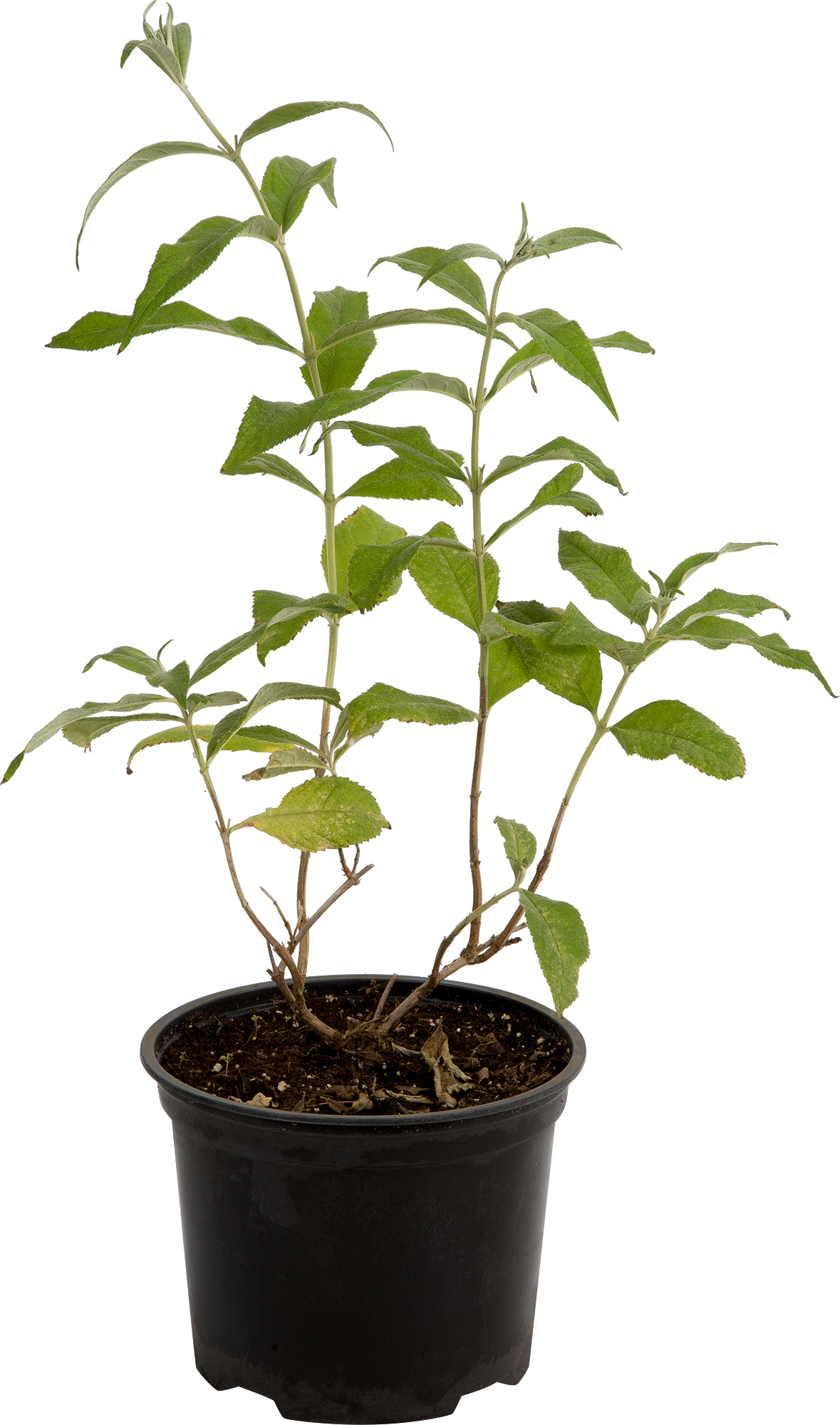 Буддлея Давида Santreyd - ароматный кустарник для сада с голубыми цветами 82219505 STLM-0022207