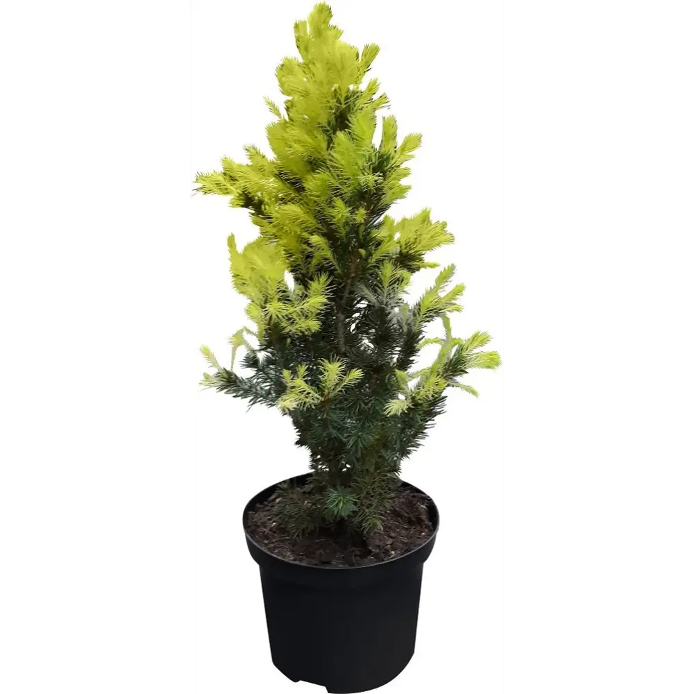 Ель сизая Перфекта ø24 h120 см PLANTMARKET STLM-2071296