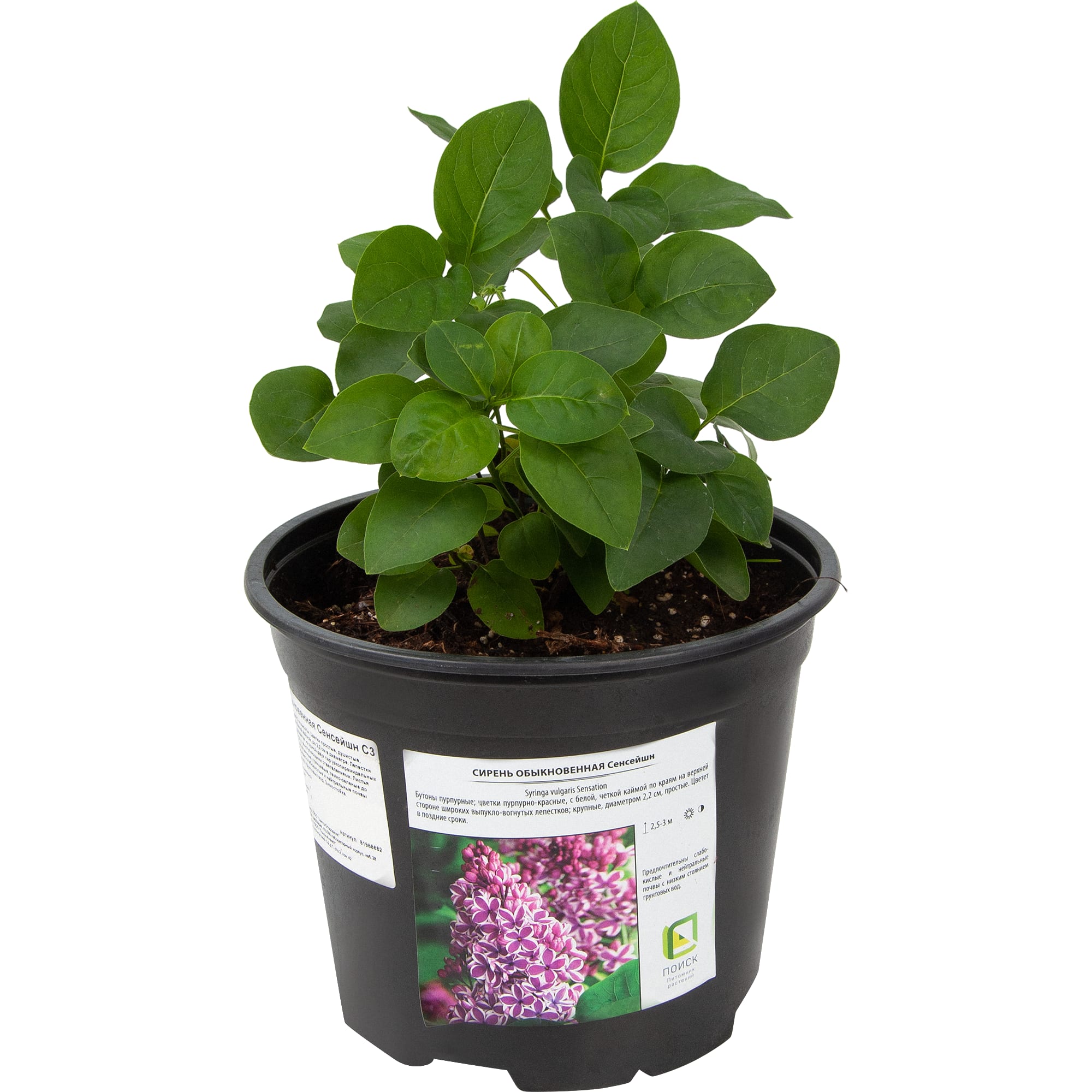 81968682 Сирень обыкновенная «Сенсейшн», контейнер 2-3 л Santreyd  - Вид №1