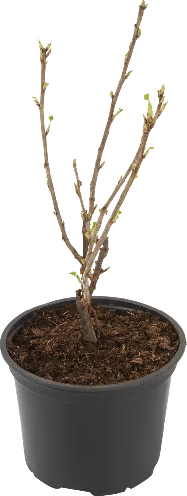 Santreyd Белая смородина микс - саженец для богатого урожая 85325549