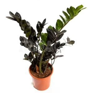 Замиокулькас черный Santreyd ø12 h35 см - экзотическое комнатное растение 89396249