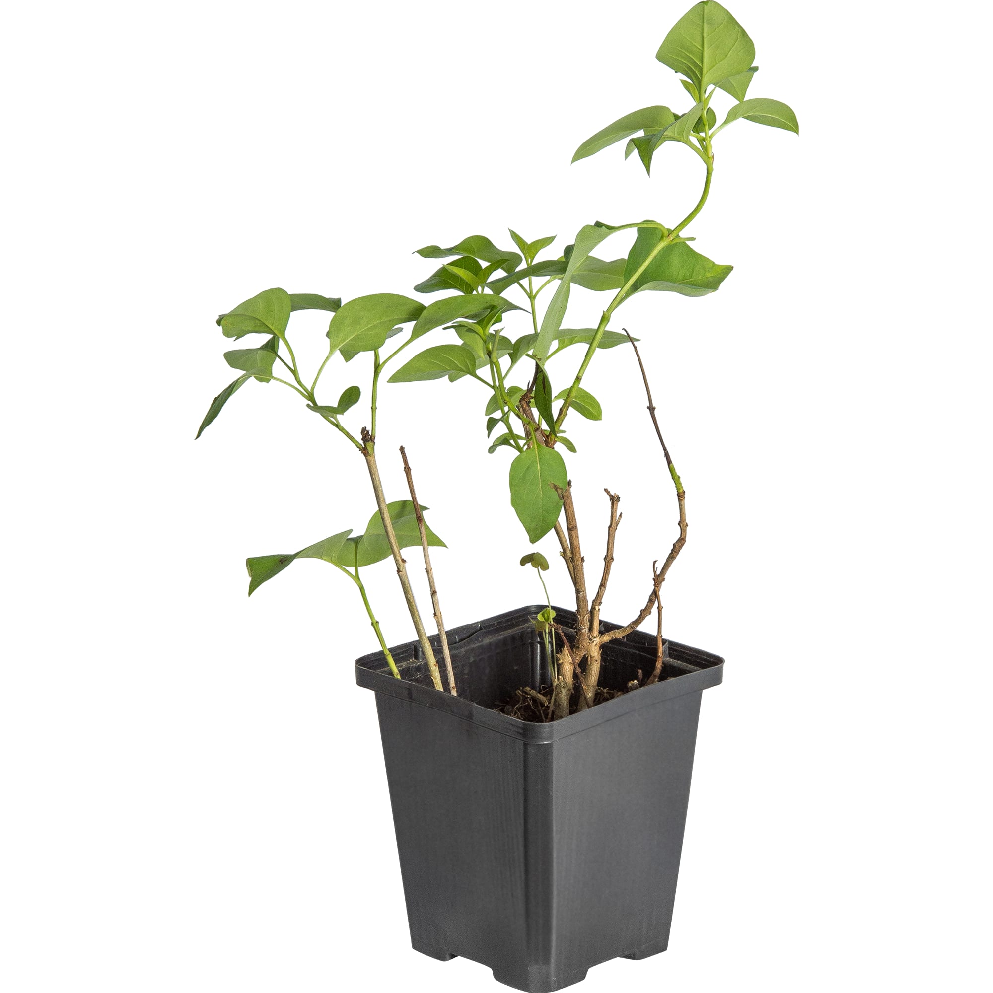 17892720 Сирень обыкновенная Павлинка P9 Santreyd  - Вид №1