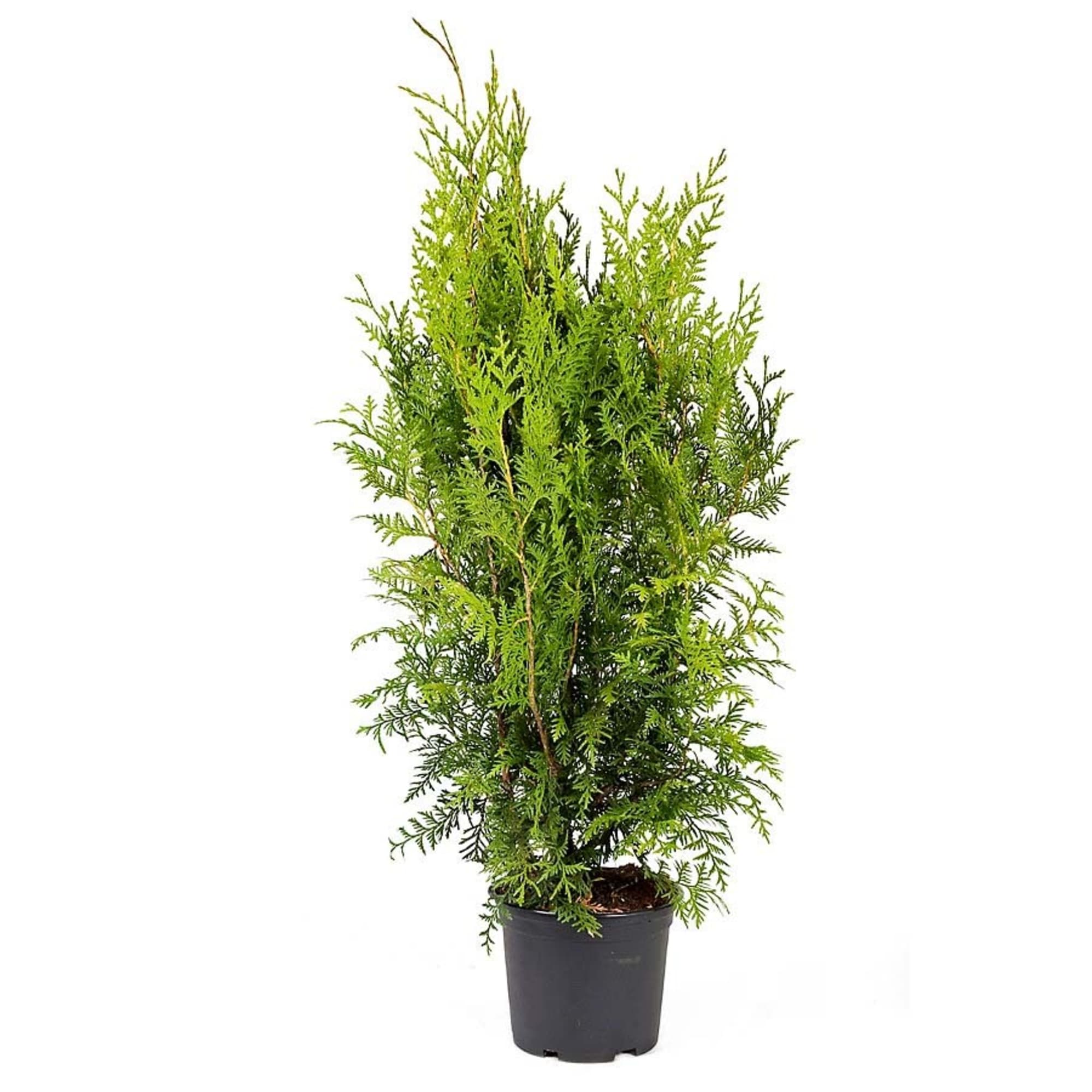 82621058 Туя западная «Брабант» 17x50 см Santreyd 