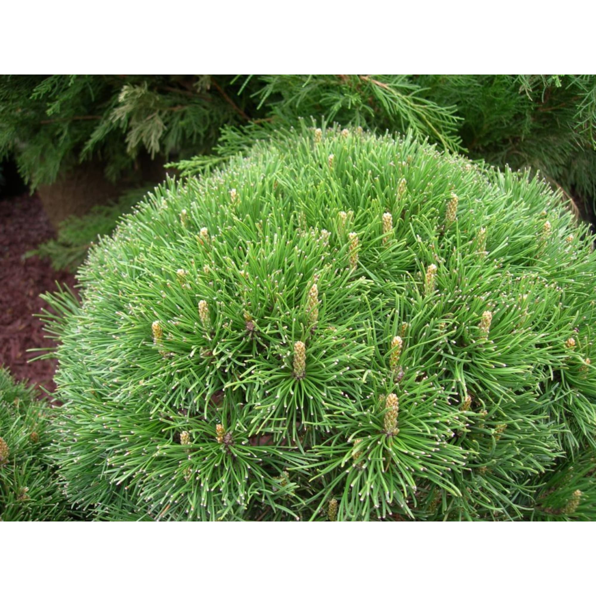 85166689 Сосна горная Мугус ø23 h30-40 см Santreyd 