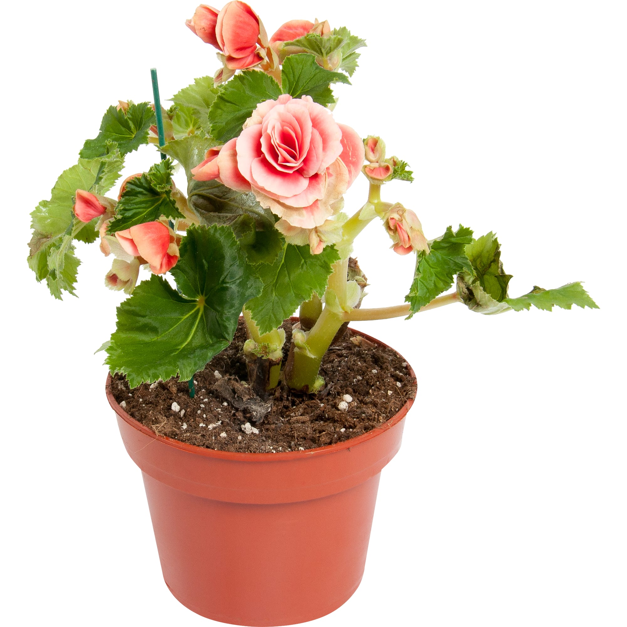 82207295 Бегония «Элатиор Бориас» 14х31 см Santreyd 