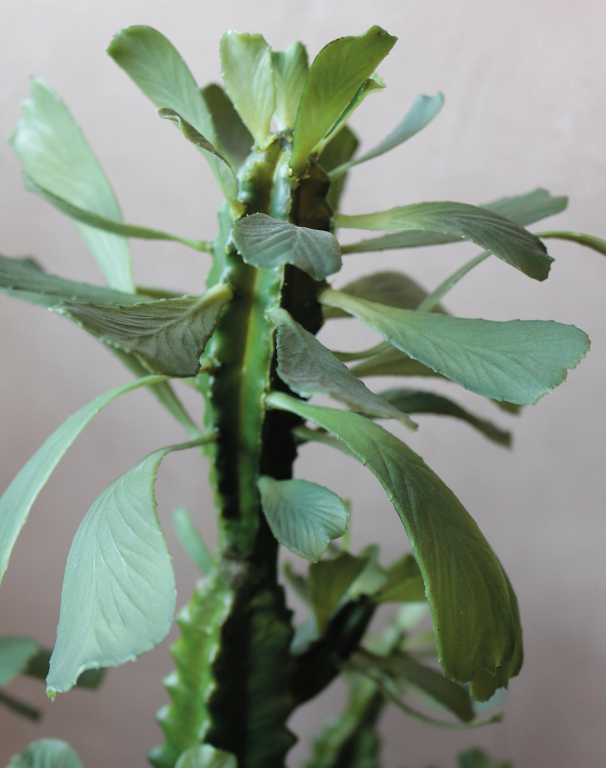 6148 883 a3 Молочай искусственный тригона, горшечный, 88 см, зеленый H-andreas  - Вид №8