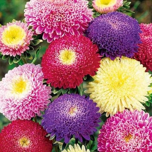 Астра Принцесс Santreyd - смесь ярких окрасок для сада и букетов 84329711 STLM-0048459