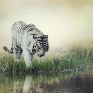 WP00754 Фотообои Verol Фотообои decoline 1х1 м