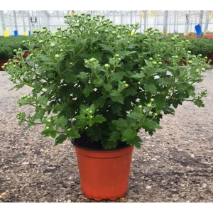 Хризантема кустовая микс ø12 h70 см Агрони 84519644 STLM-2178671