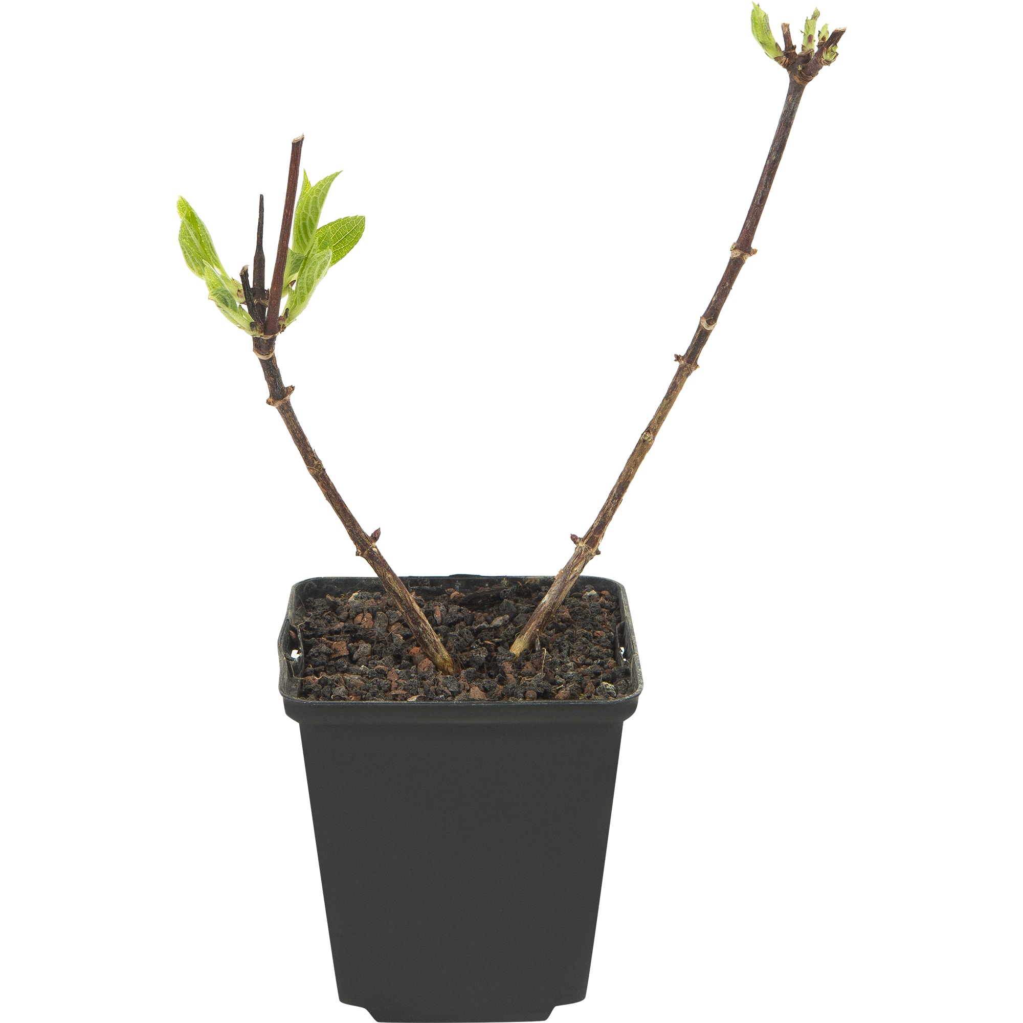 82601826 Гортензия метельчатая «Уимс Ред» 9x20 см Santreyd  - Вид №2