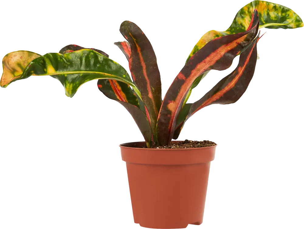 Santreyd Кротон микс - яркое комнатное растение с декоративными листьями 85325000