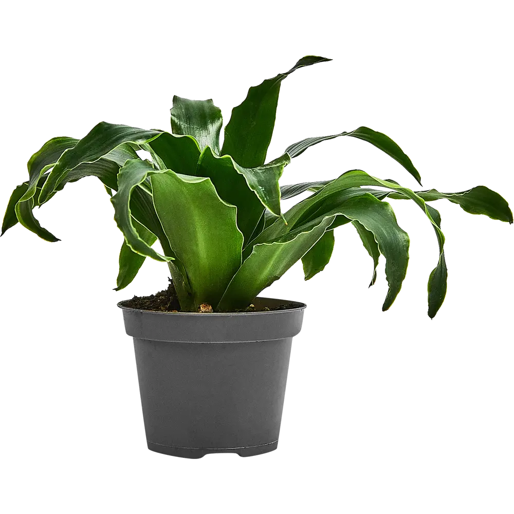 Santreyd Драцена Драгонтри микс — изящное растение с резными листьями 87819512 STLM-0075863 - Вид №1