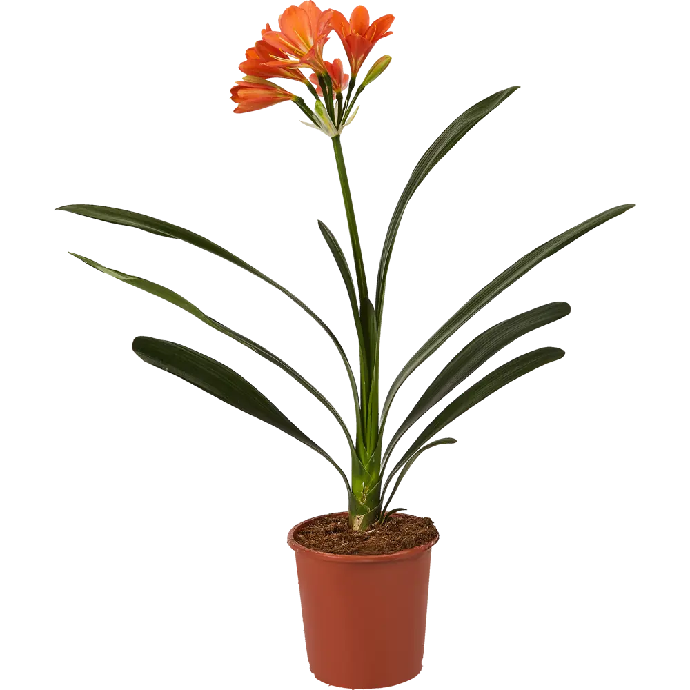 Кливия Santreyd - цветущее комнатное растение с эффектными соцветиями 14750380 STLM-0954663