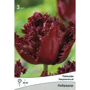 Тюльпан бахромчатый Лабрадор ПОИСК - черно-бордовые цветы для сада 89381344