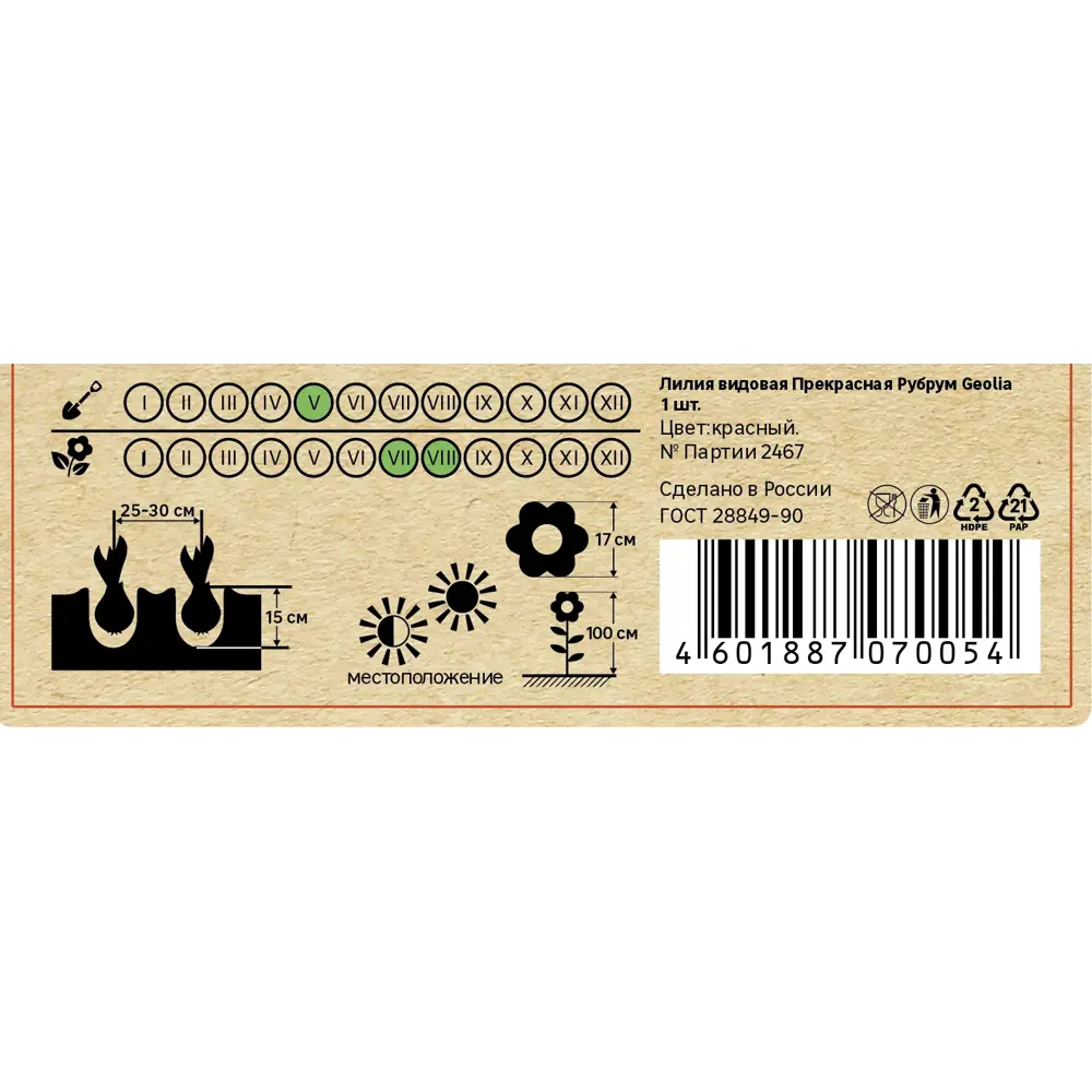 Лилия Geolia видовая Прекрасная Рубрум STLM-2096302 - Вид №4