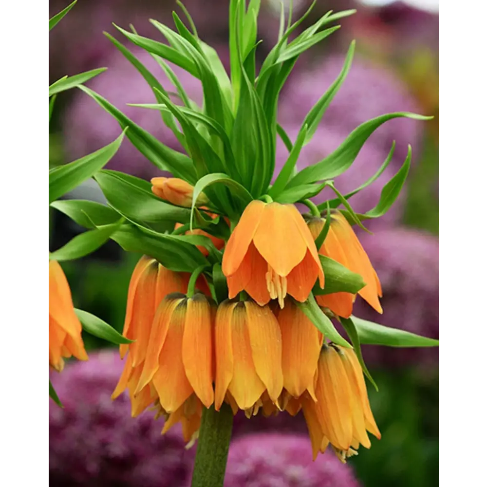 ПОИСК Рябчик императорский Гарланд Стар - оранжевое великолепие для сада 89381410 STLM-1576373