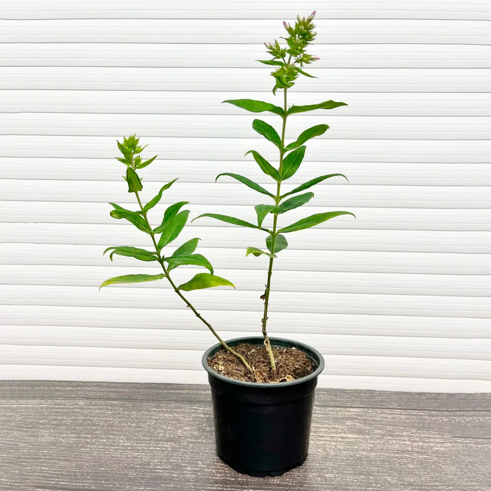 Флокс Пинки Хилл ø15 h20 см 89465474 STLM-2067309 PLANTMARKET  - Вид №1