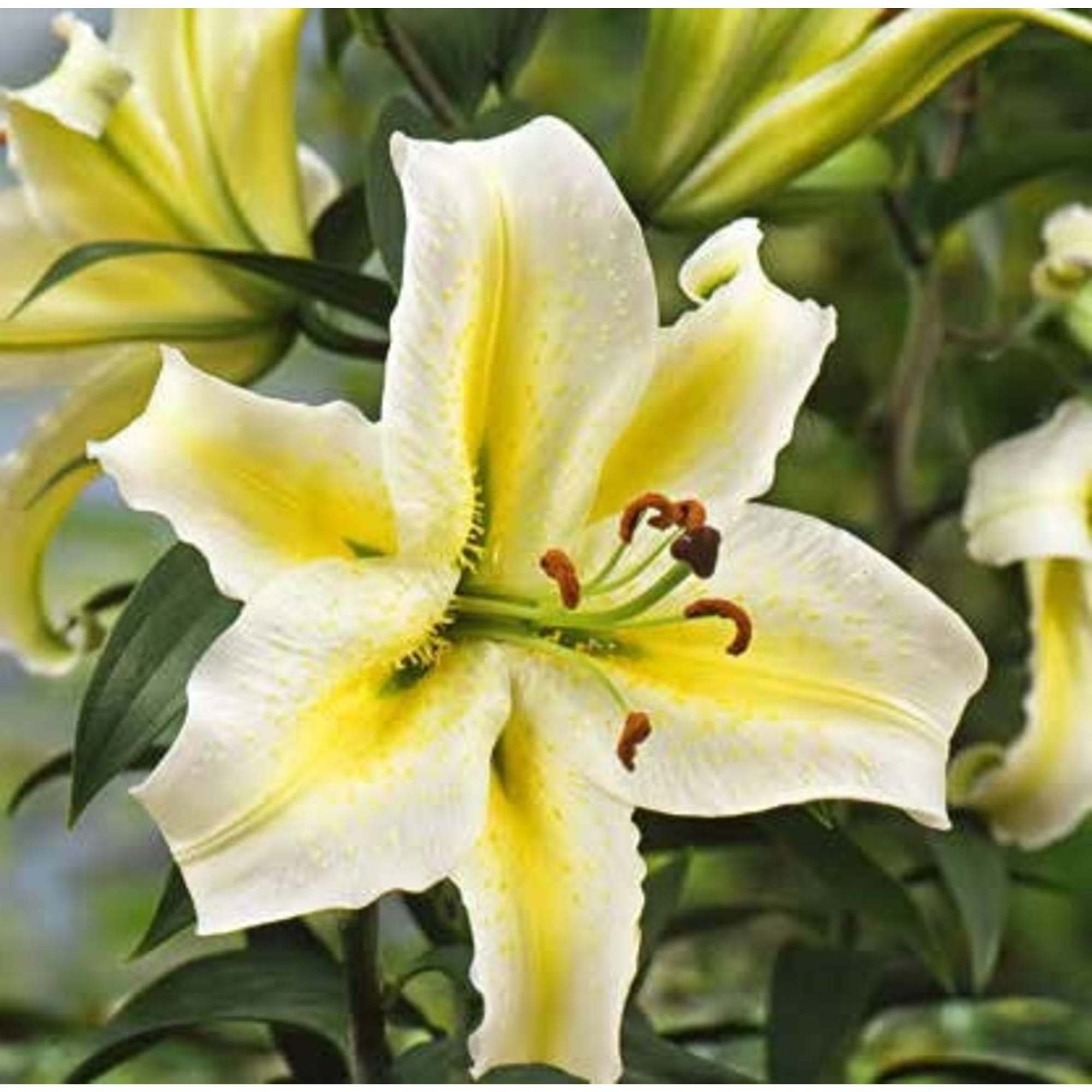 83760997 Лилия восточная Тайм Аут луковица 10/12 Santreyd 