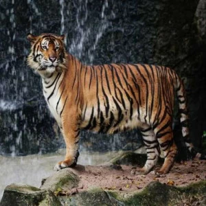 WP01683 Фотообои Verol Фотообои decoline 1х1 м