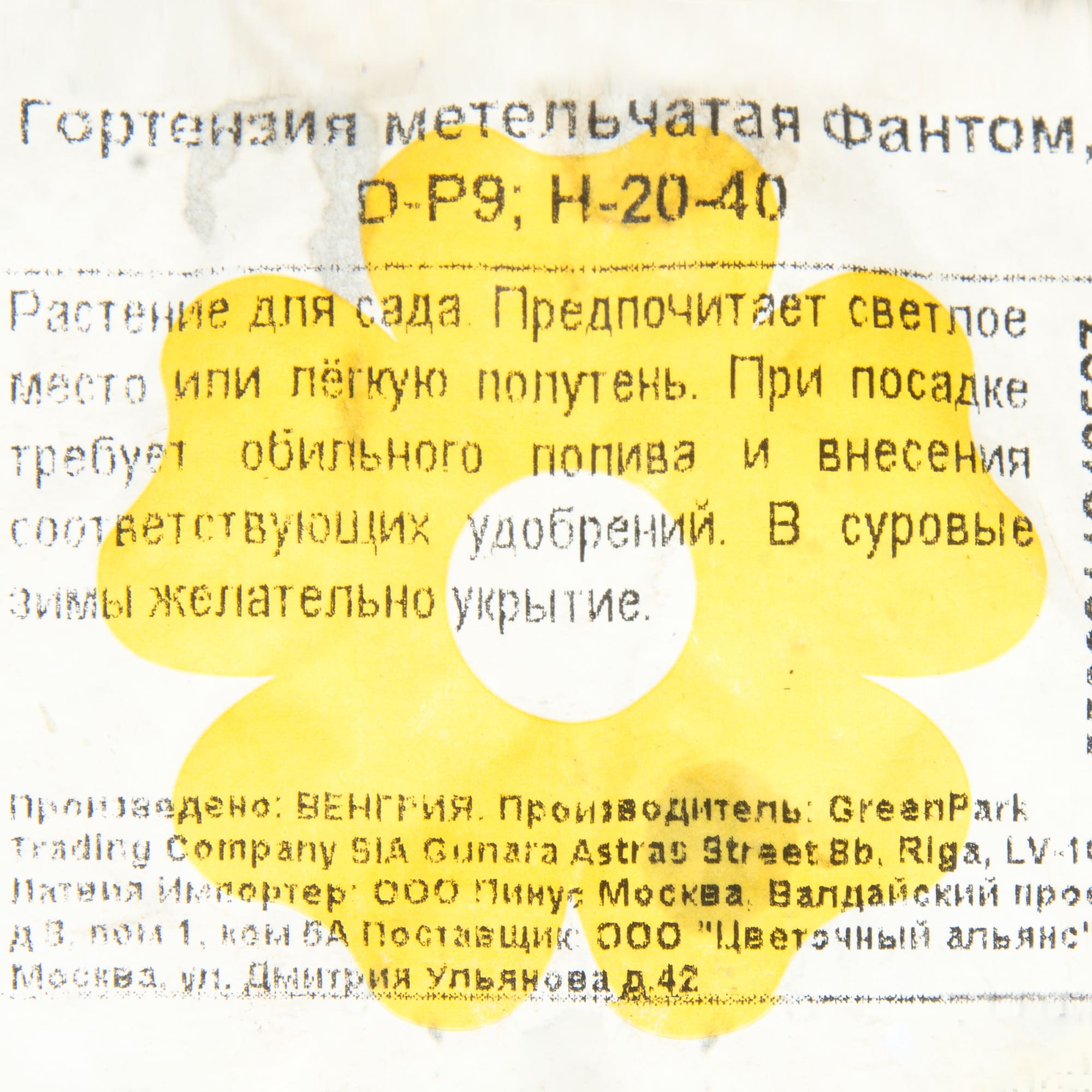 15711366 Гортензия метельчатая Фантом P9 Santreyd  - Вид №2